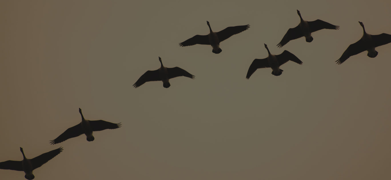 Goose Calls | Alpha Call Company