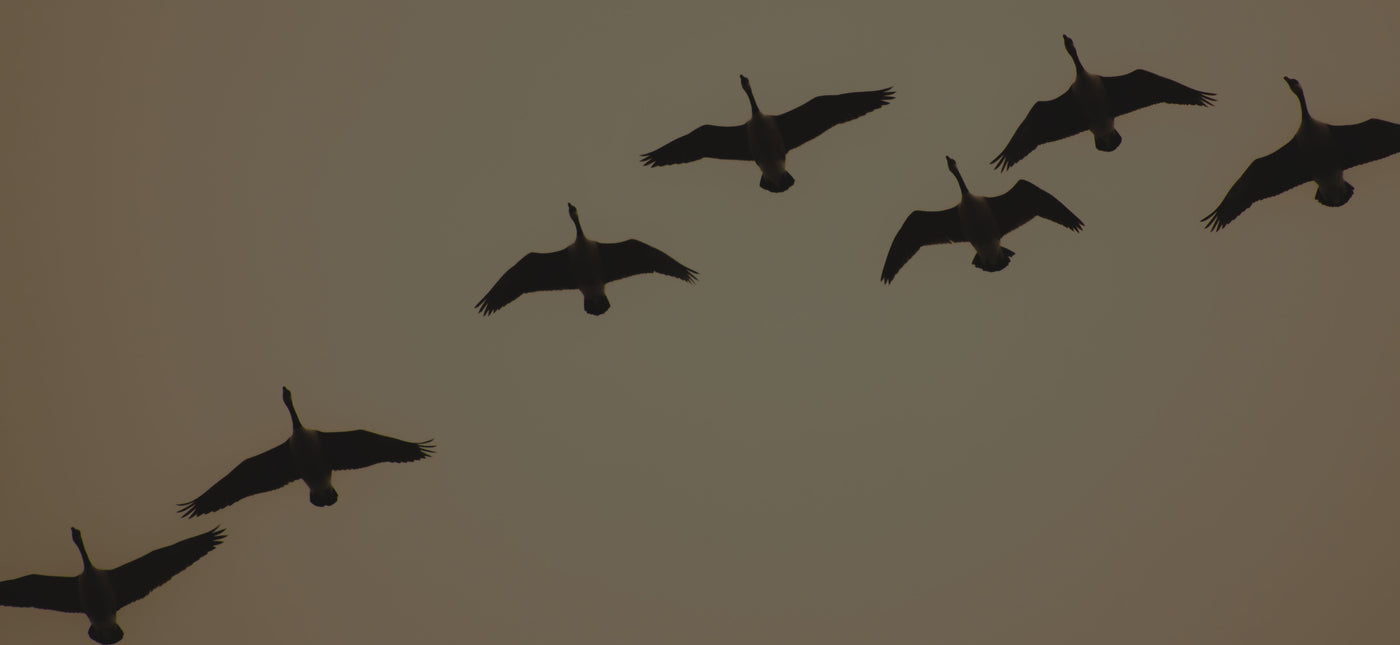 Goose Calls